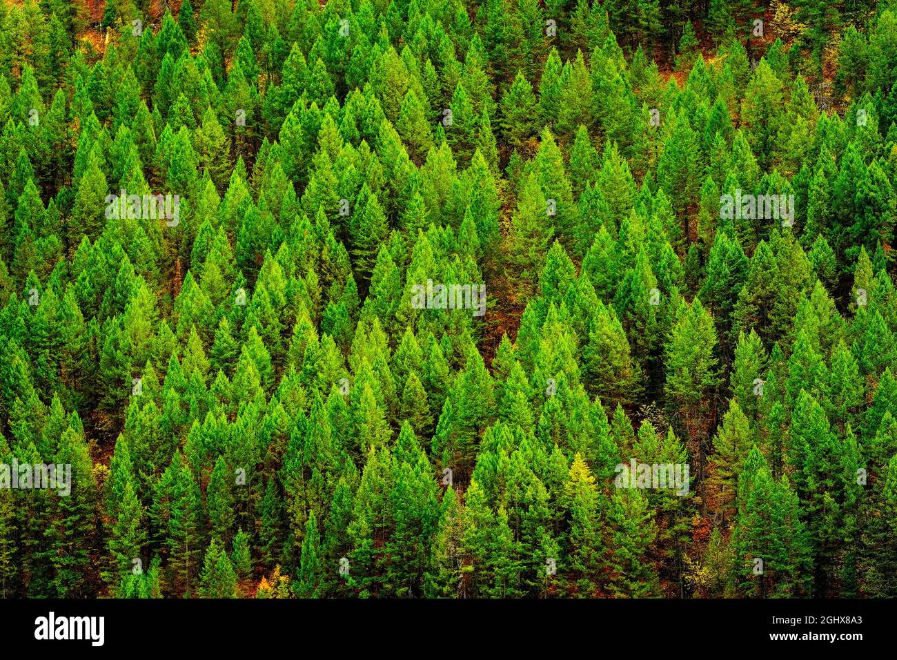 Green lush forest of pine trees in wilderness mountains Stock Photo - Alamy