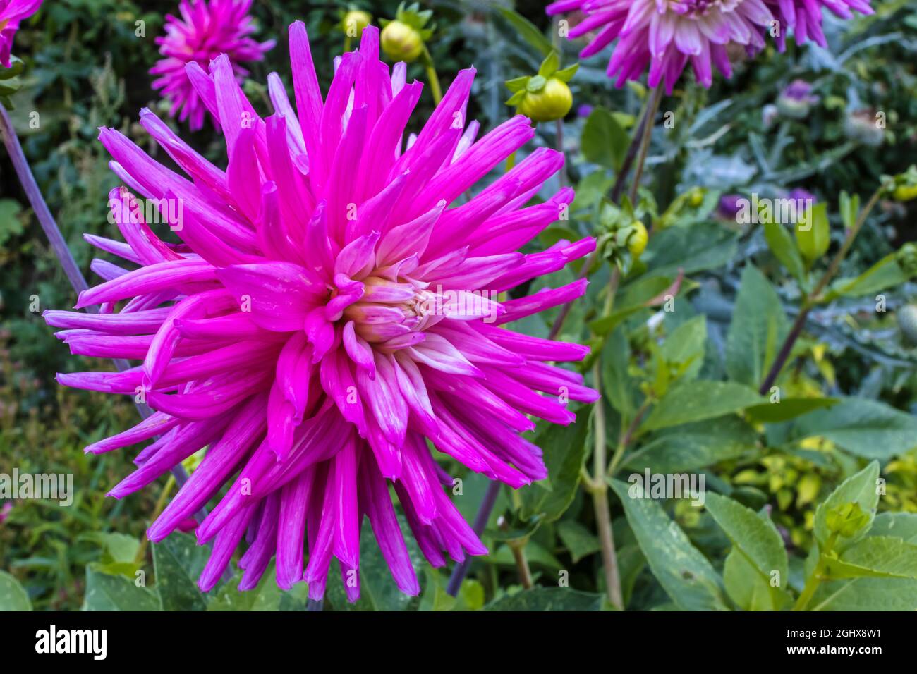 Large head of deep pink cactus dahlia flower in a garden close-up. Stock Photo