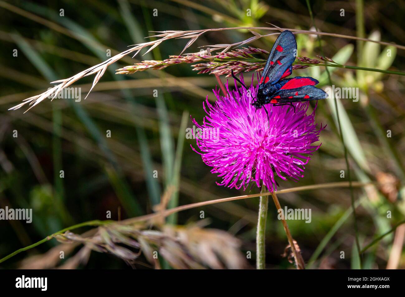 A red dotted black moth in a purple flower Stock Photo