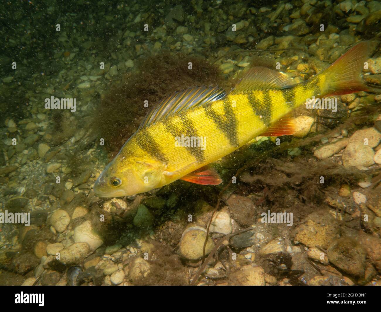 A close-up picture of a European perch, Perca fluviatilis, in cold Northern European waters. Pebbles in the background Stock Photo