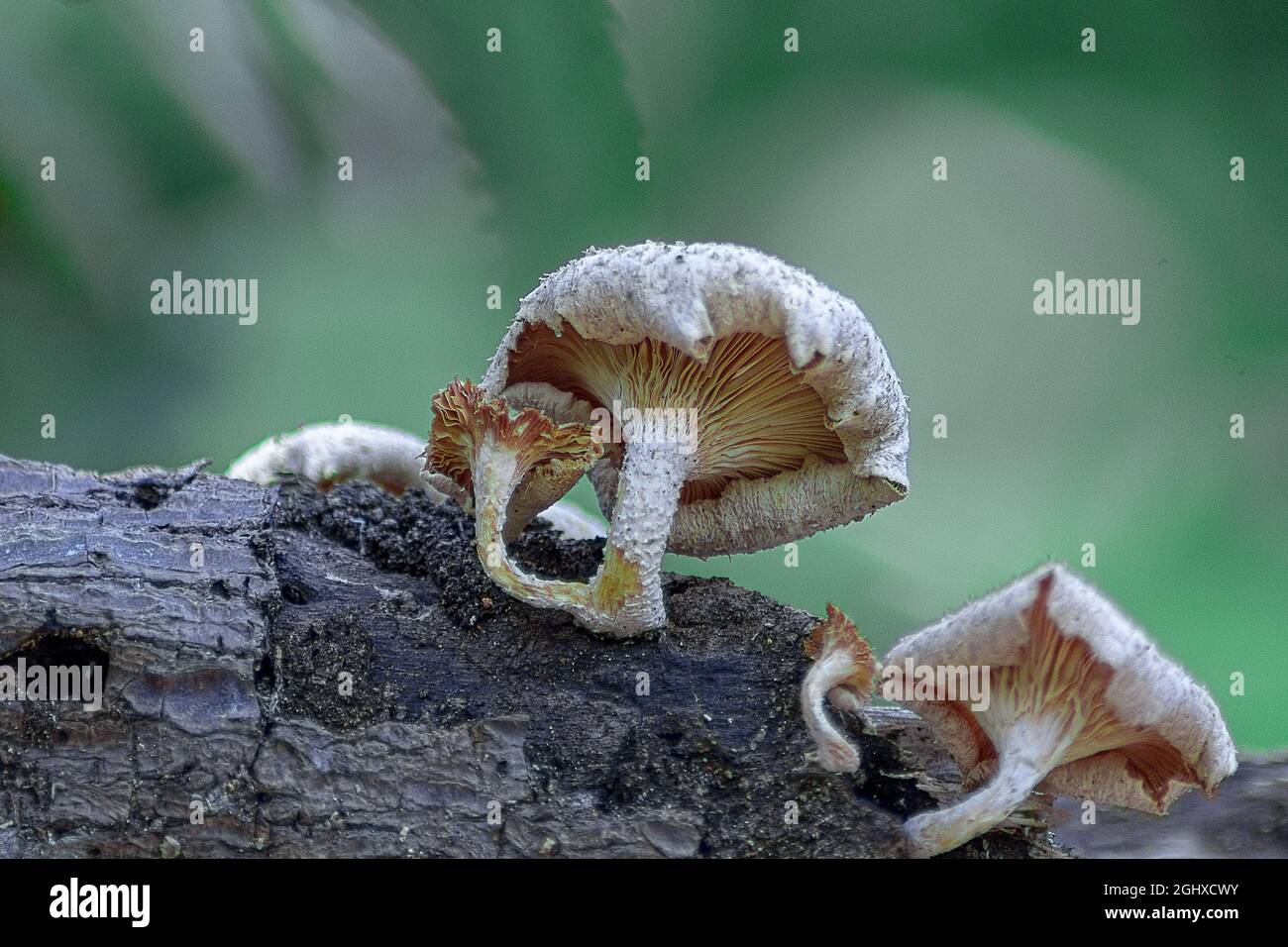 Mushrooms growing on a tree trunk Stock Photo - Alamy