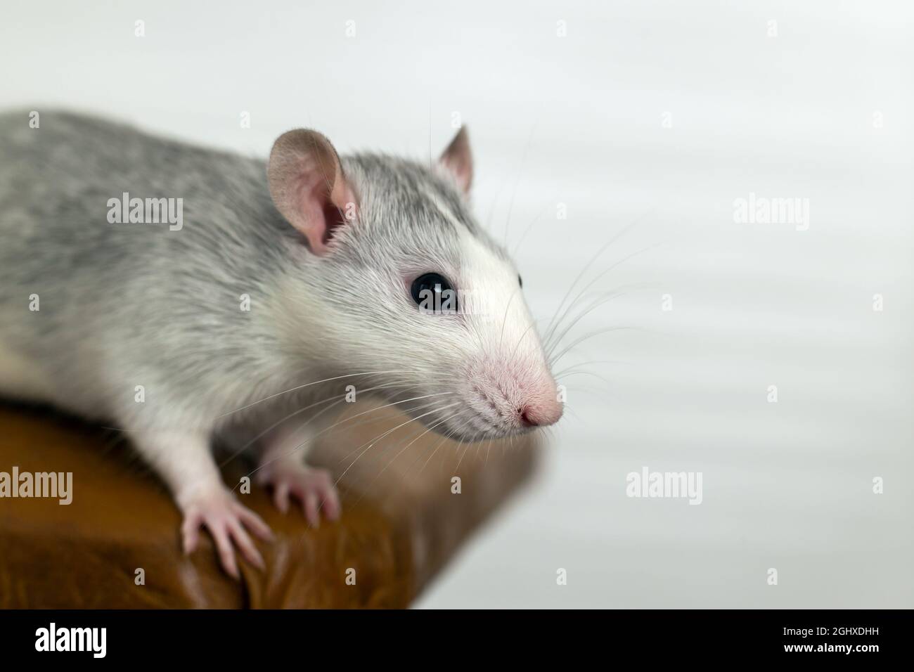 Closeup Of Funny White Domestic Rat With Long Whiskers Stock Photo Alamy