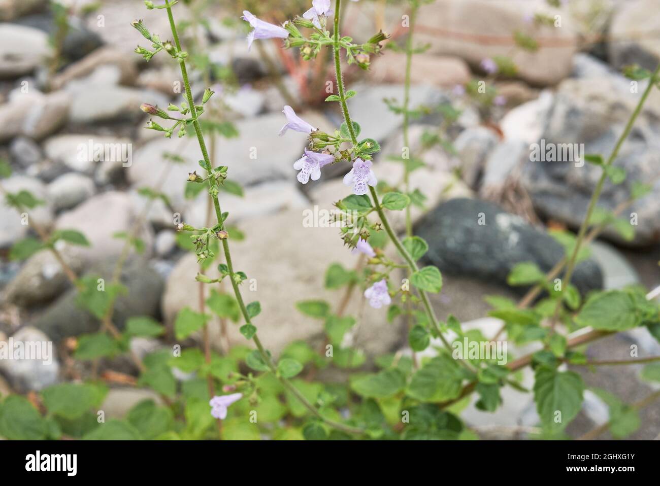 Clinopodium nepeta in bloom Stock Photo
