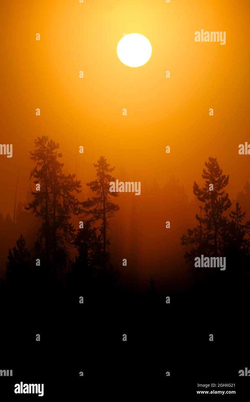 Sunlight shining golden orange in morning mist and fog in pine tree forest wilderness Stock Photo