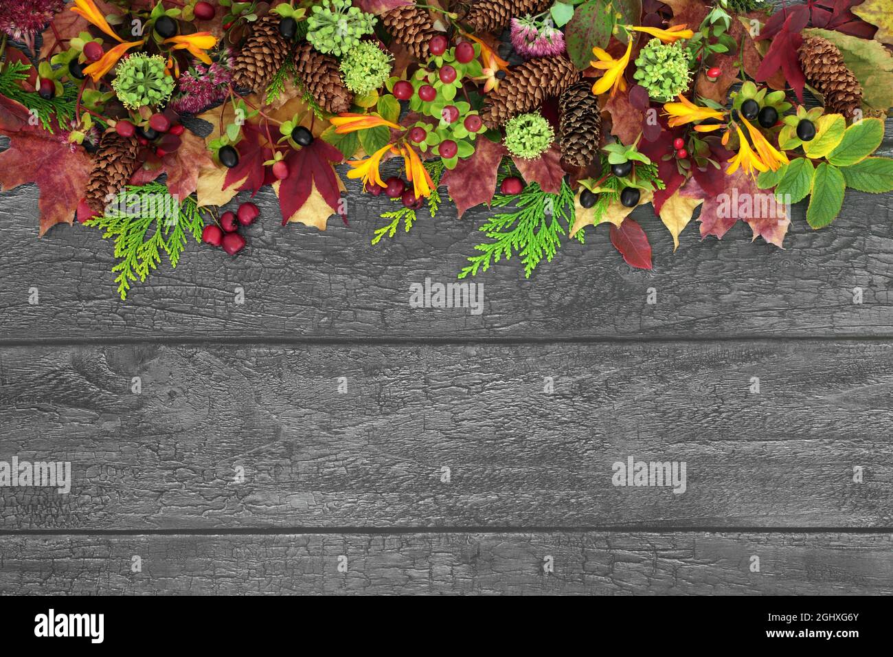 Natural Autumn nature background border with leaves, flowers, pine cones and berry fruit on rustic silver grey wood. Harvest festival concept. Stock Photo