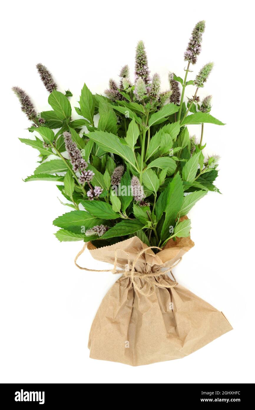 Drying mint leaf Cut Out Stock Images & Pictures Alamy