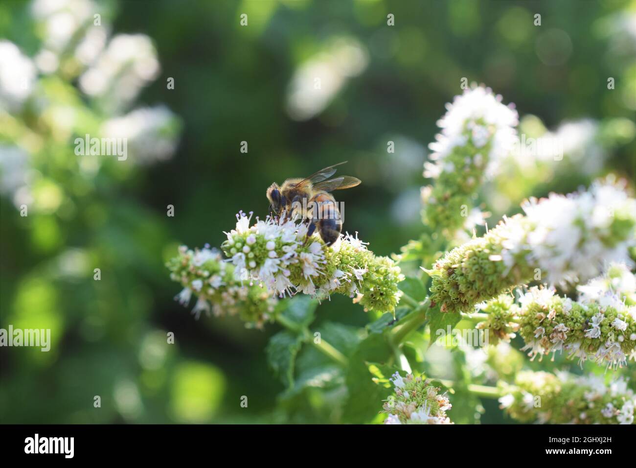 Honey Bees on Mint Stock Photo Alamy