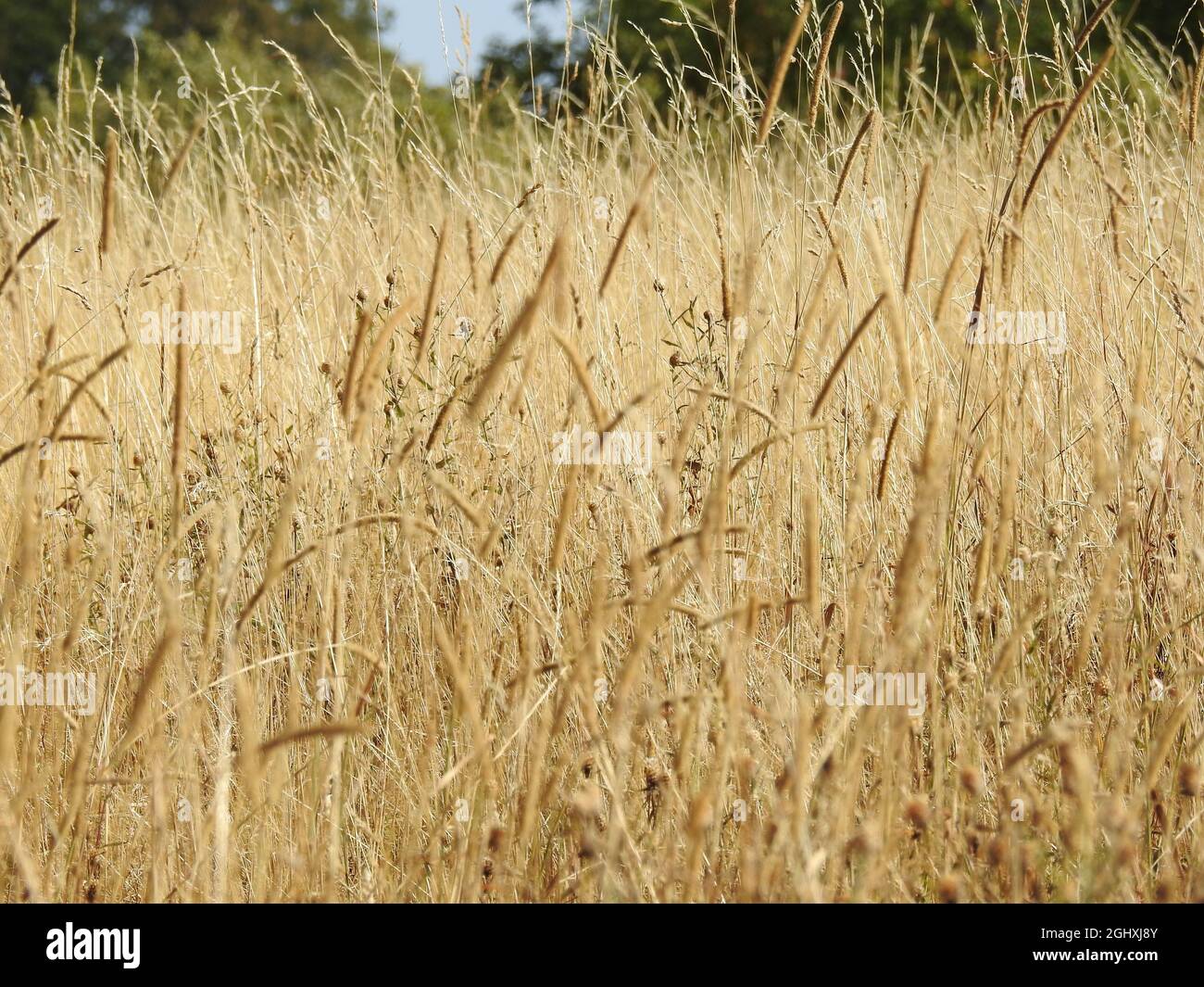 Golden grain field on a sunny day Stock Photo - Alamy