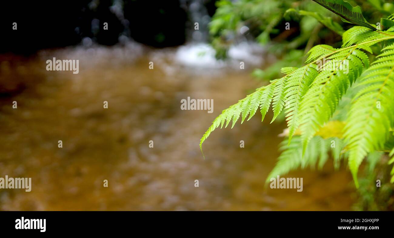 Beautiful ferns leaves green foliage natural floral fern with river background. Stock Photo