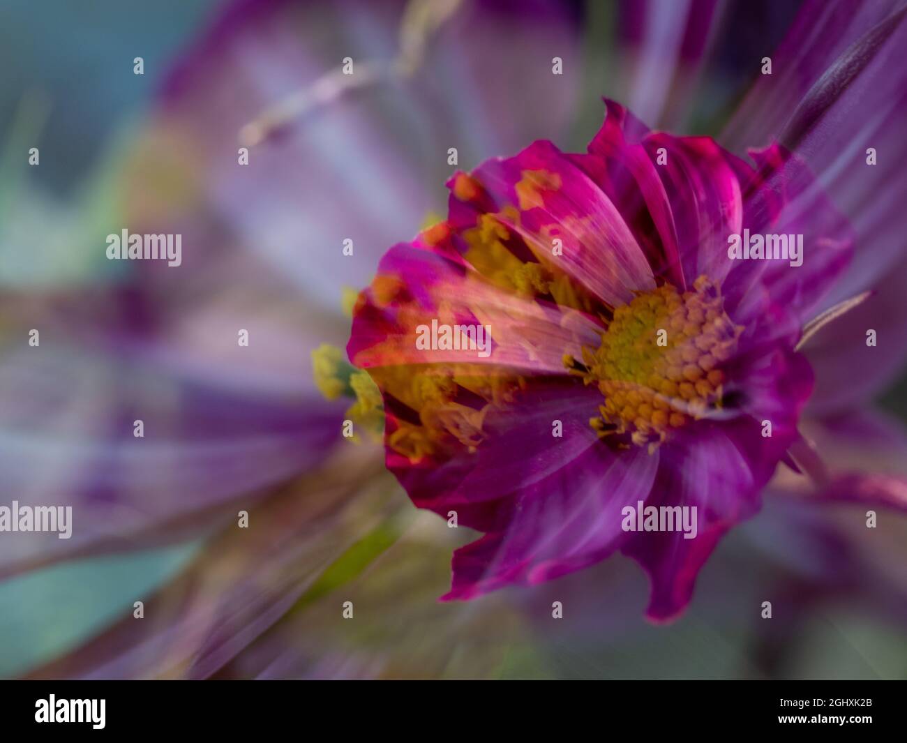 Image of pink cosmos flower hi-res stock photography and images - Alamy
