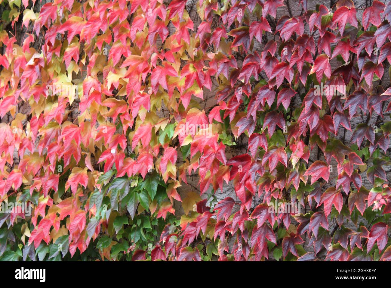 red and colorful grape leaves on a wall Stock Photo Alamy