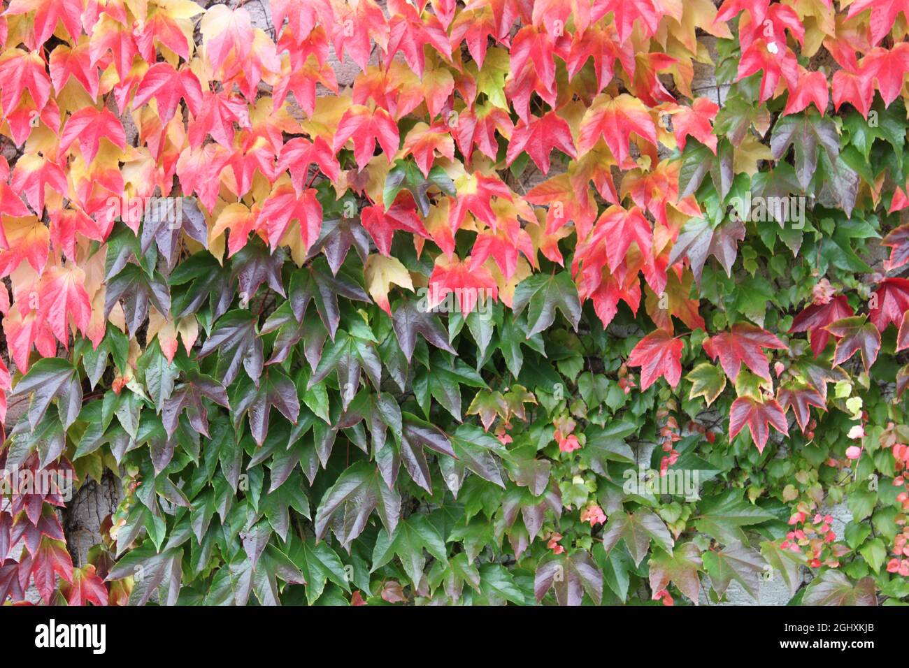 red and colorful grape leaves on a wall Stock Photo