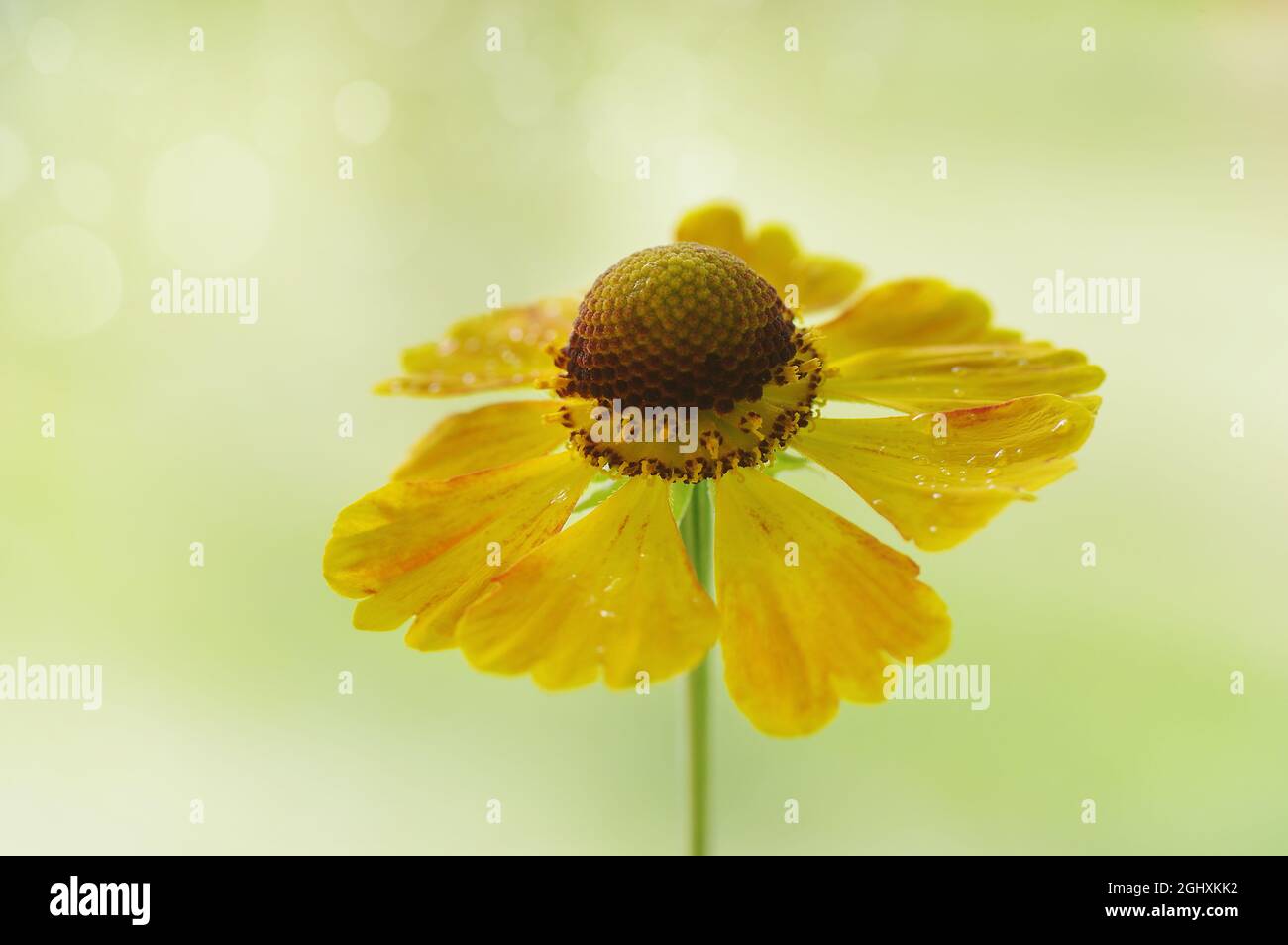 Macro flower, yellow Helenium on a blurry light background Stock Photo