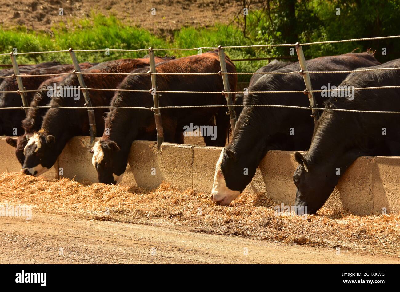 Beef cattle eating in feedlot on cattle ranch in North Dakota Stock Photo Alamy