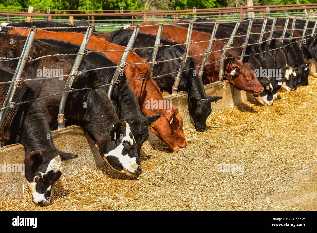 Beef cattle eating in feedlot on cattle ranch in North Dakota Stock Photo Alamy