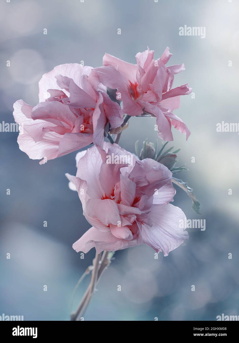 Hibiscus syriacus , pink flowers Stock Photo - Alamy