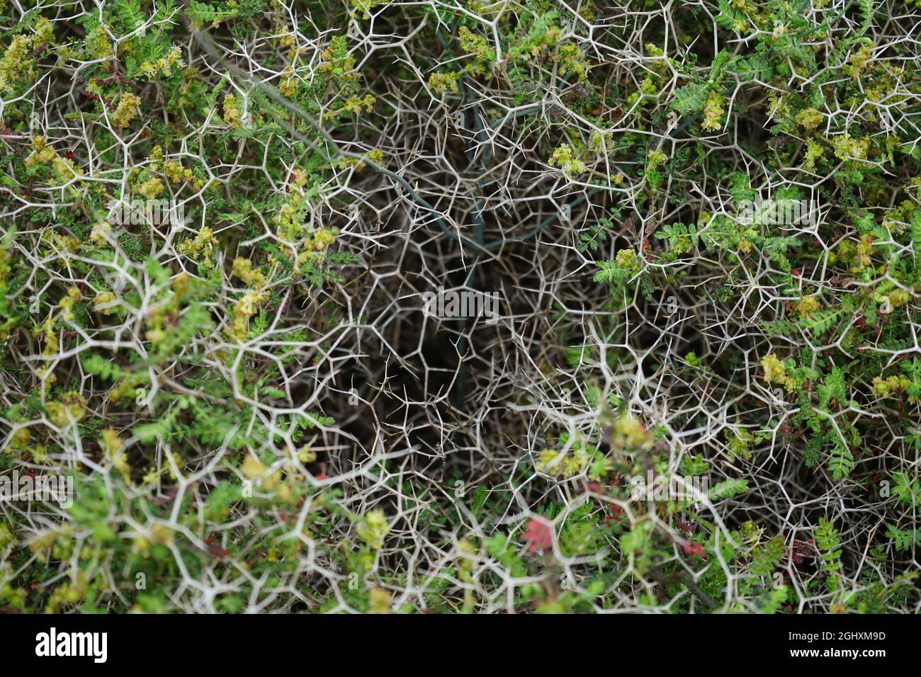 Top shot of perennial Sarcopoterium spinosum flowers Stock Photo