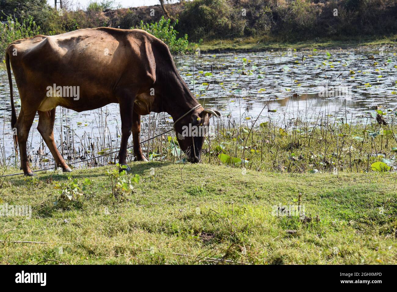 Brown cow grazing green grass in the agricultural field near the river ...