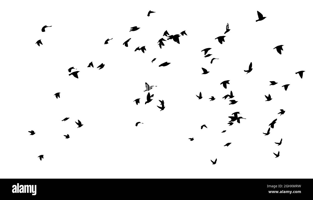 A large flock of flying birds. Free birds. Vector illustration Stock Vector