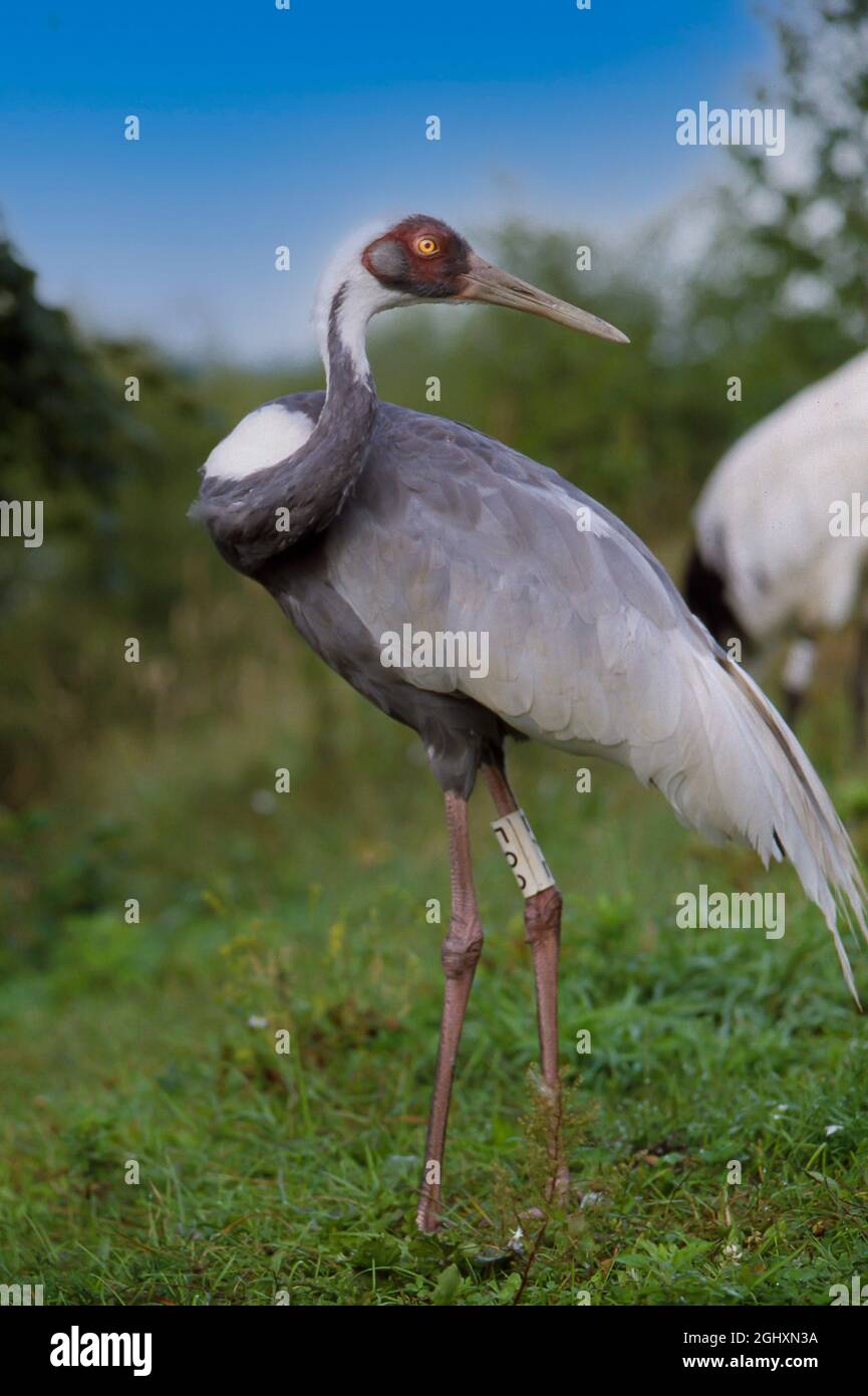 The white-naped crane is a bird of the crane family. It is a large bird, 112–125 cm long, about 130 cm tall, and weighing about 5.6 kg, with pinkish legs, a grey-and-white-striped neck, and a red face patch. Listed as vulnerable species. Stock Photo