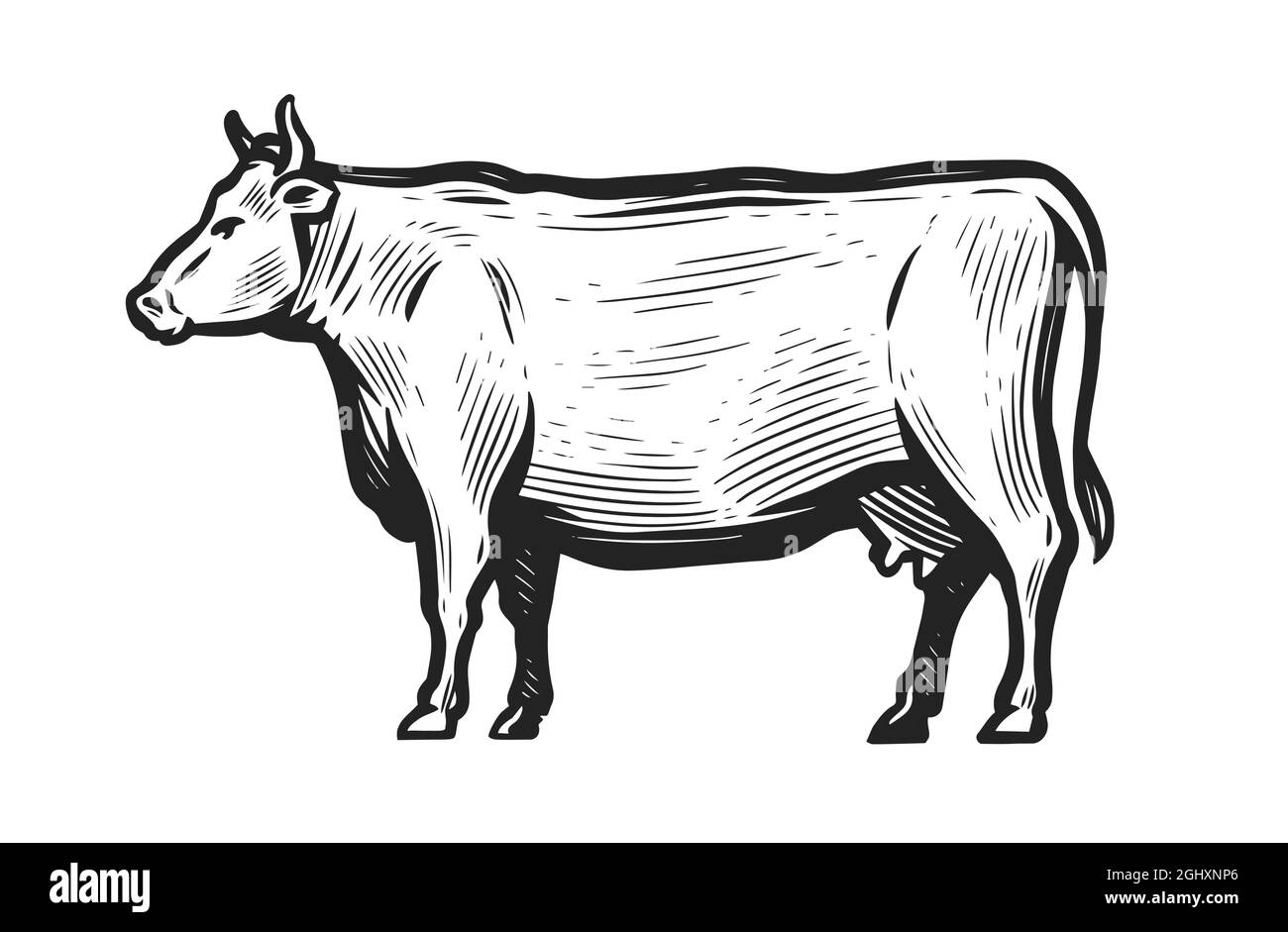 Hand-drawn sketch of cow isolated on white background. Side view ...