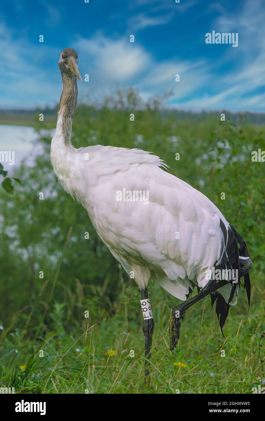 The red-crowned crane, also called the Manchurian crane or Japanese crane, is a large East Asian crane among the rarest cranes in the world. In some parts of its range, it is known as a symbol of luck, longevity, and fidelity. Endangered species. Stock Photo