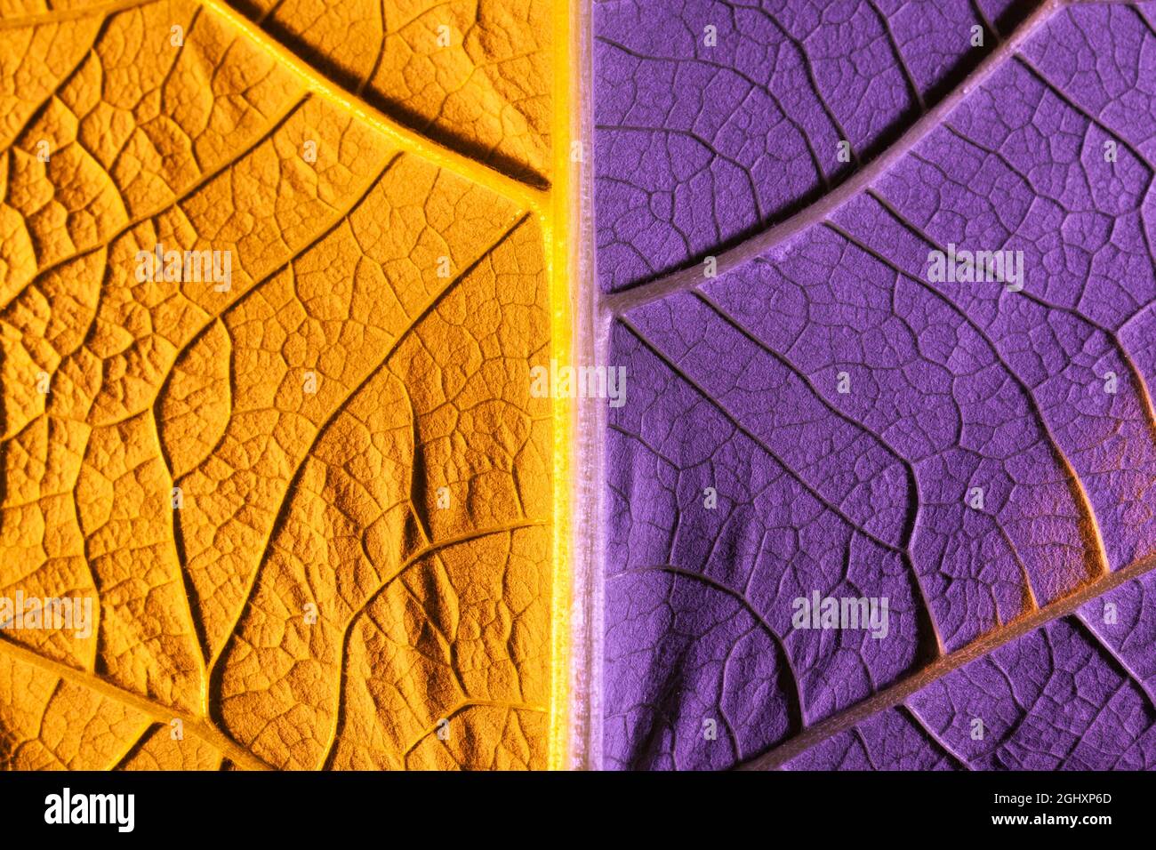 orange leaf close up, use as background or texture Stock Photo Alamy