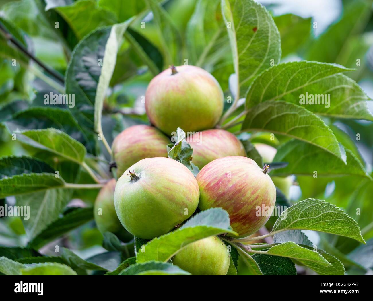Honey Crisp Apple High Resolution Stock Photography and Images Alamy