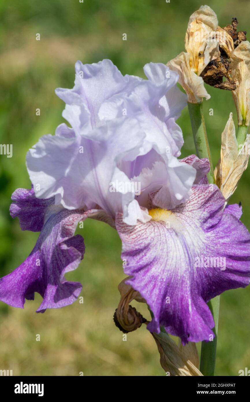 Tall Bearded Iris 'Night Edition' Stock Photo