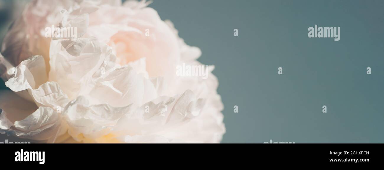 Royal pink peony flower on gray background. Stock Photo