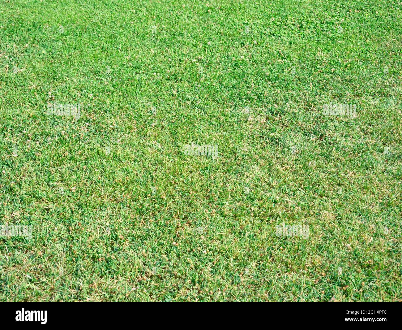 Seamless grass texture hi-res stock photography and images - Alamy