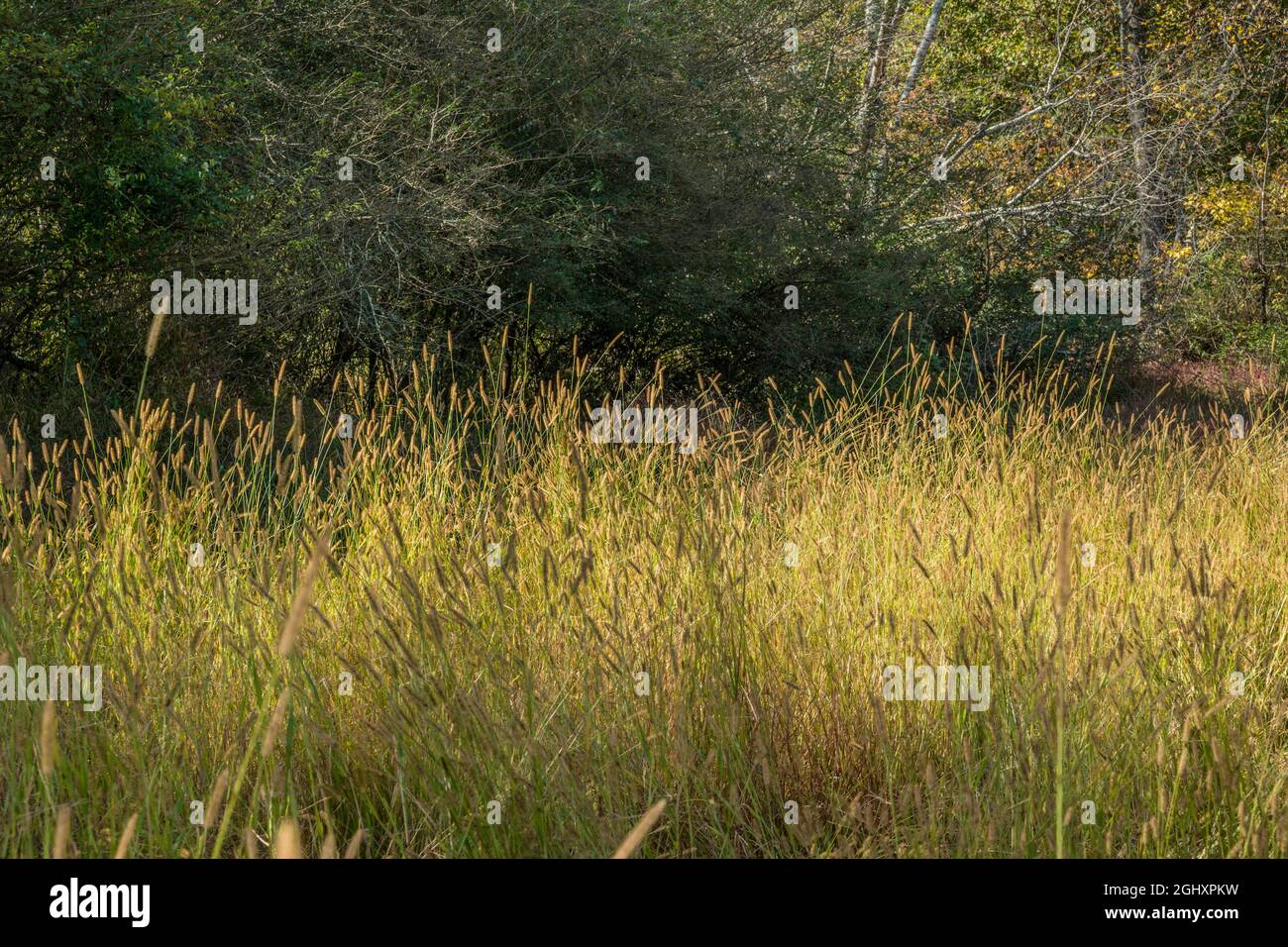 Tall grasses in a field closeup with seed heads highlighted by the sunlight shining through the woodlands in the background on a sunny day in autumn Stock Photo