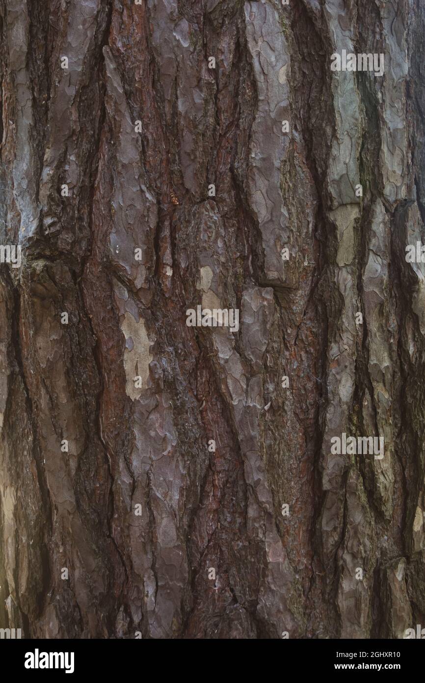 Photos taken in St. Annes Park in Dublin, Ireland Stock Photo Alamy