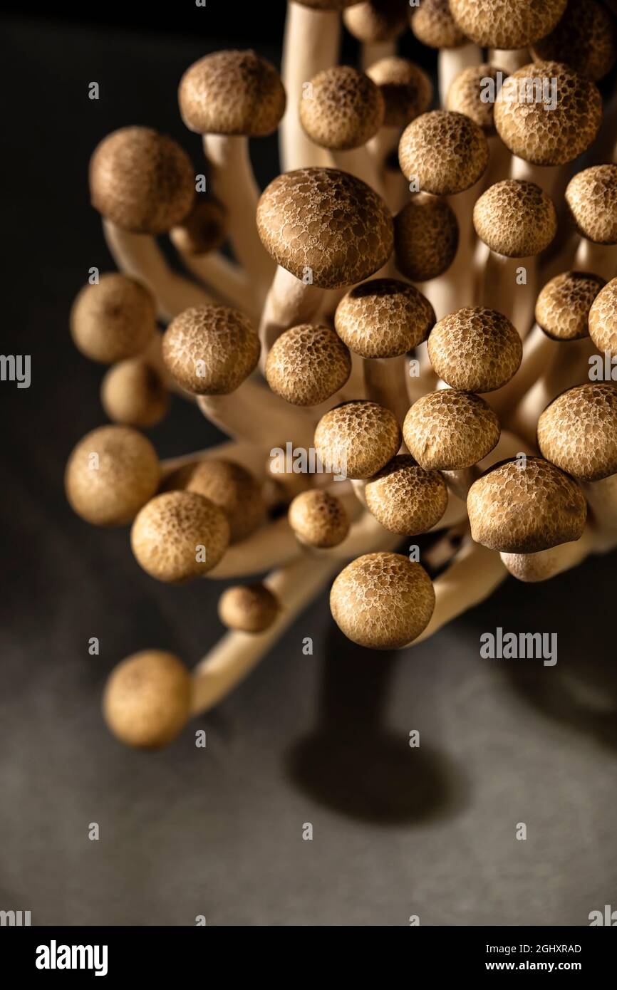 mushrooms on black background close up Stock Photo