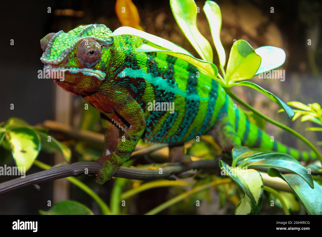 Beautiful colors of a chameleon, domesticated walking on a branch in his enclosure, animal closeup Stock Photo