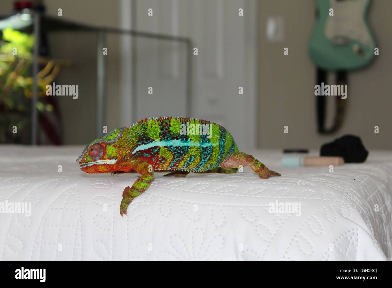 Beautiful colors of a chameleon, domesticated walking on a bed, animal closeup Stock Photo