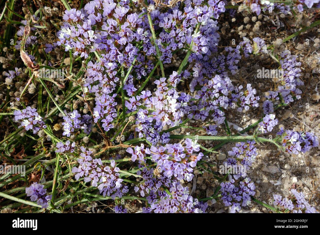 wavyleaf sea lavender, Geflügelter Strandflieder, Limonium sinuatum, egynyári sóvirág, Cyprus, Europe Stock Photo