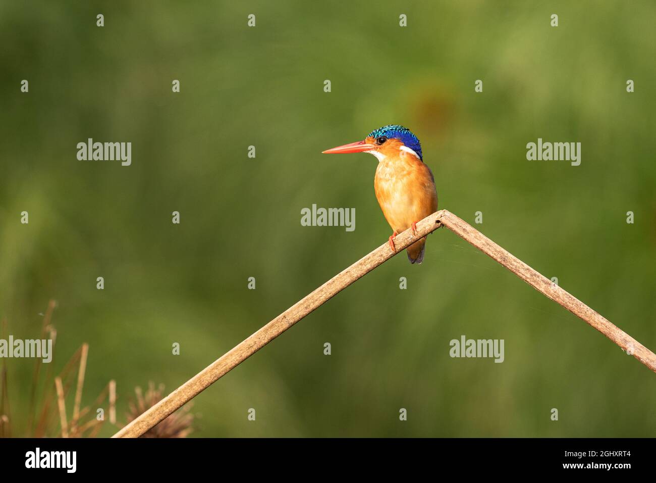 A  malachite kingfisher from Uganda sits on a bent dry stalk. Stock Photo