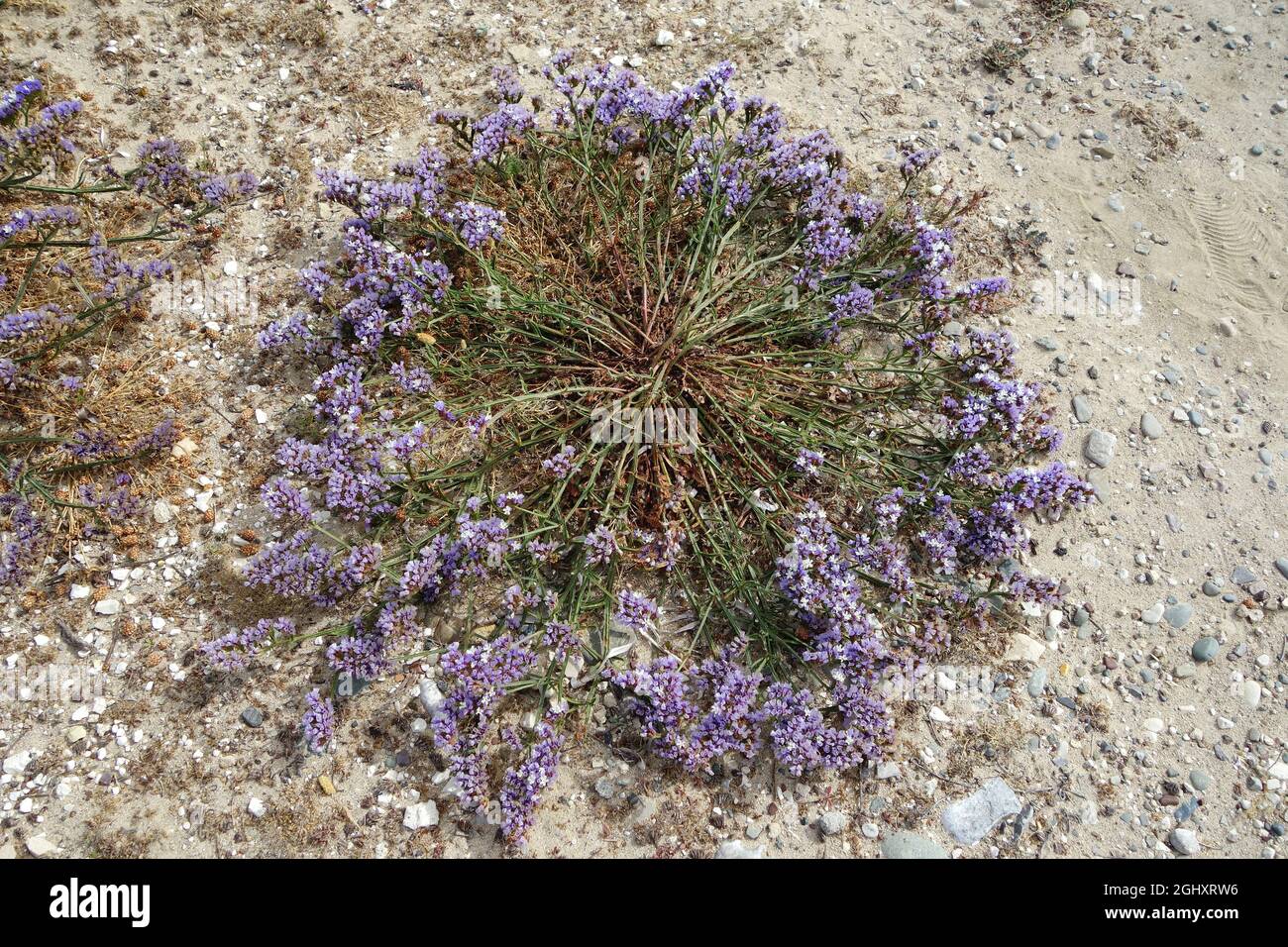 wavyleaf sea lavender, Geflügelter Strandflieder, Limonium sinuatum, egynyári sóvirág, Cyprus, Europe Stock Photo