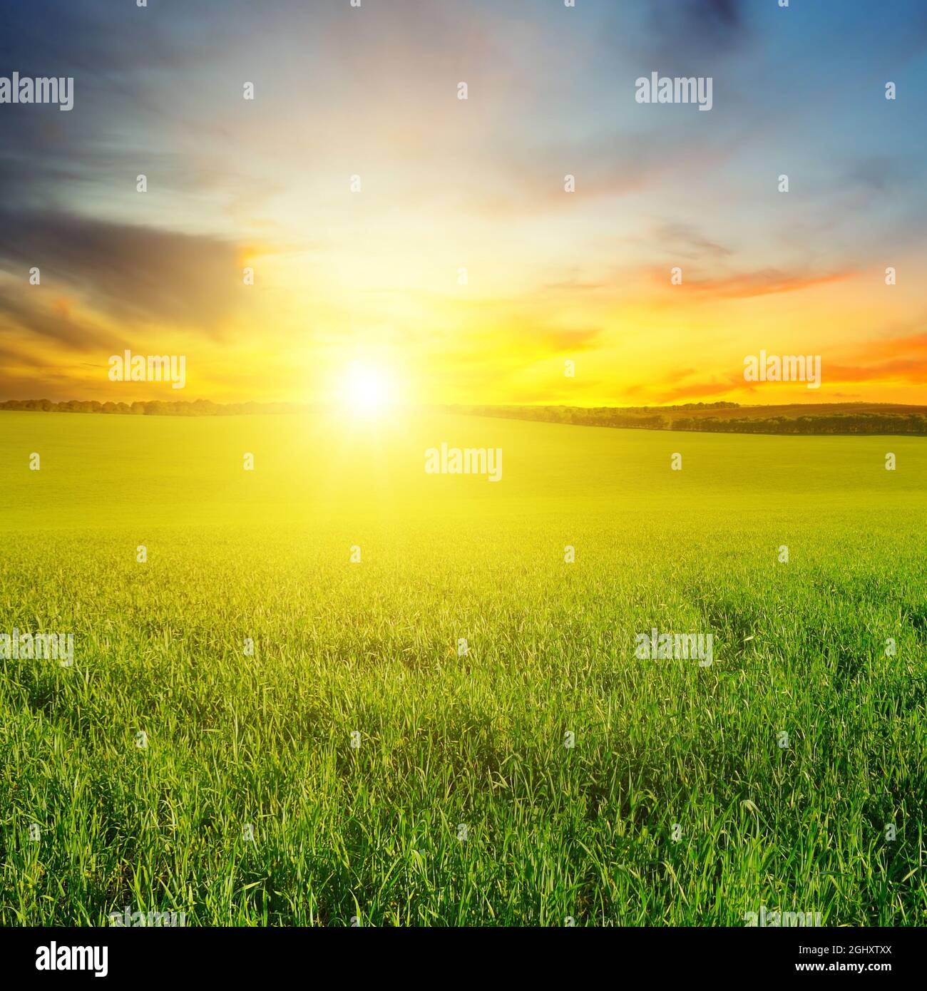 Green field and blue sky with light clouds. Above the horizon is a ...