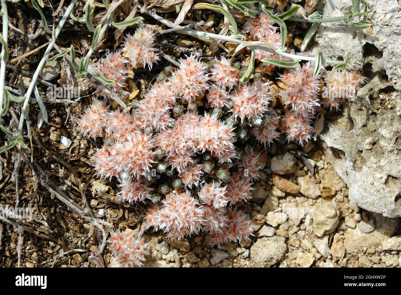 chickweed, nailwort, Paronychia, Cyprus, Europe Stock Photo