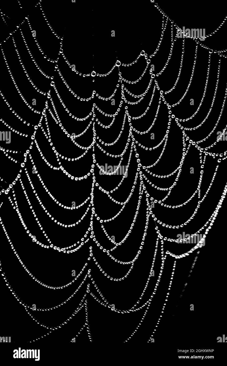 Raindrops captured on spider web which look like a jewelled necklace. The image is set against a dark/black background for a more dramatic effect Stock Photo