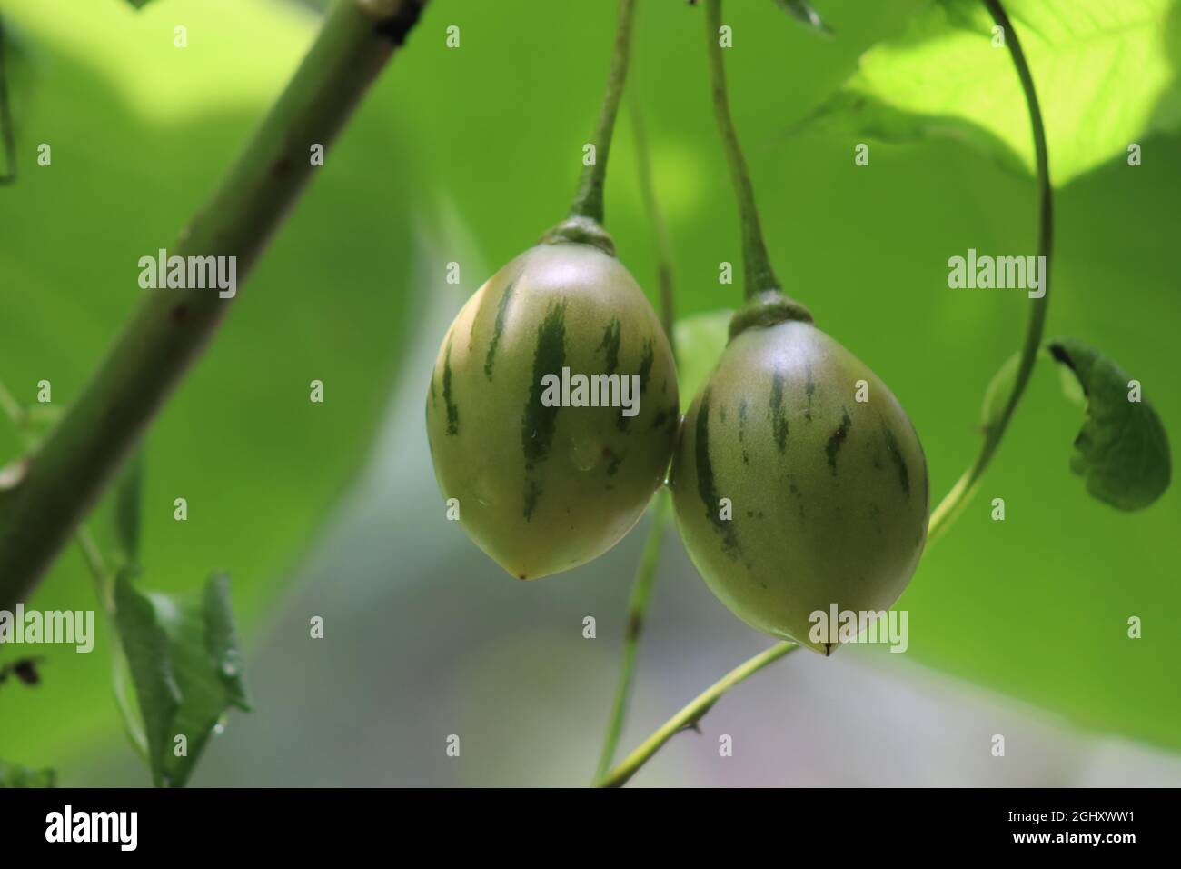 Tree tomatoes in morning sunlight Stock Photo Alamy