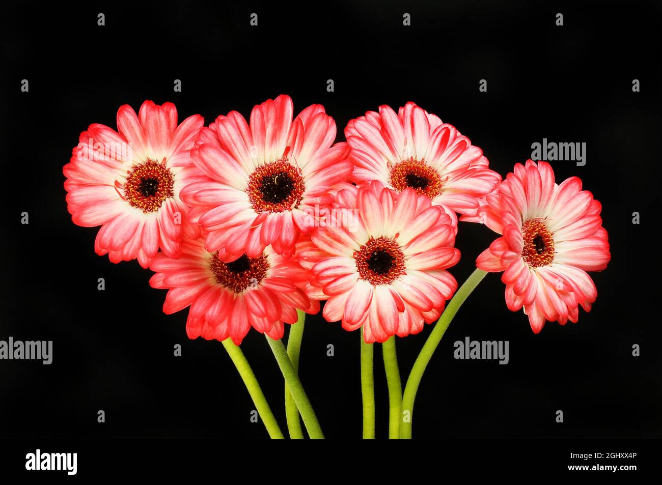 Black and white gerbera background hi-res stock photography and images ...
