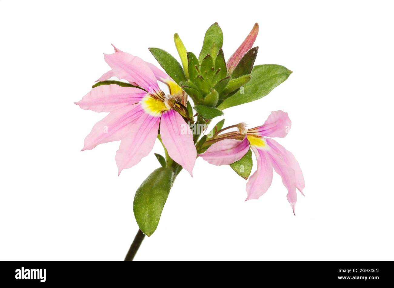 Pink scaevoola flowers and foliage isolated against white Stock Photo