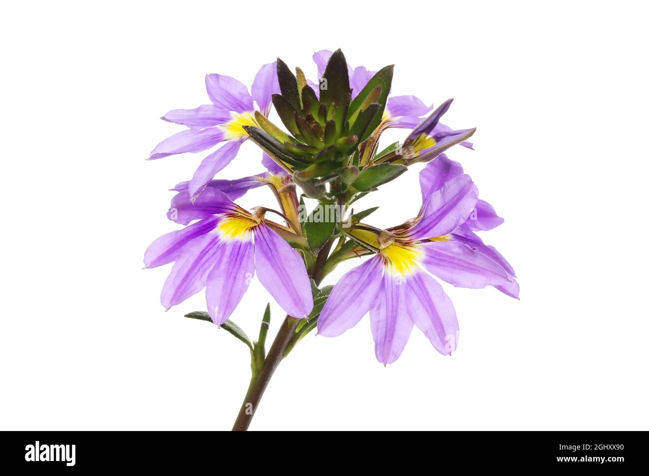 Purple scaevola flowers and foliage isolated against white Stock Photo