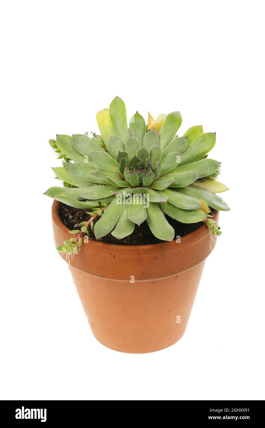 Sempervivum succulent plant in a terracotta pot isolated against white ...