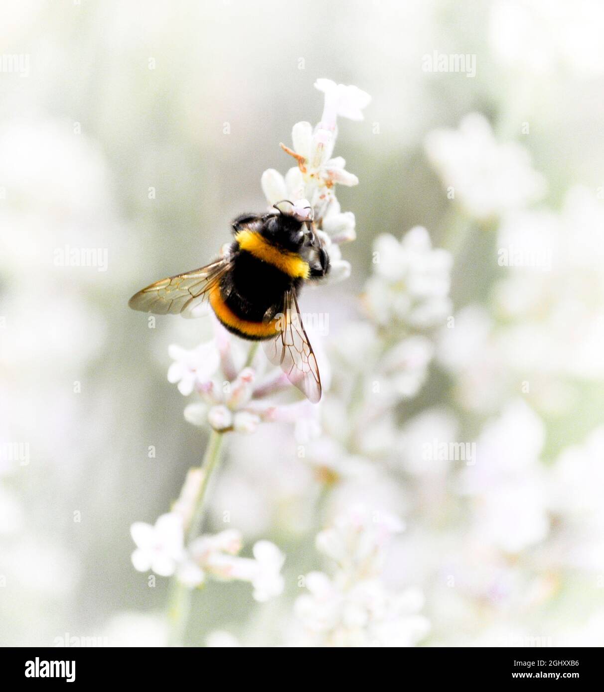 A bumble bee (bombus) on a white lavender (Lavandula angustifolia Arctic Snow) in a garden Stock Photo