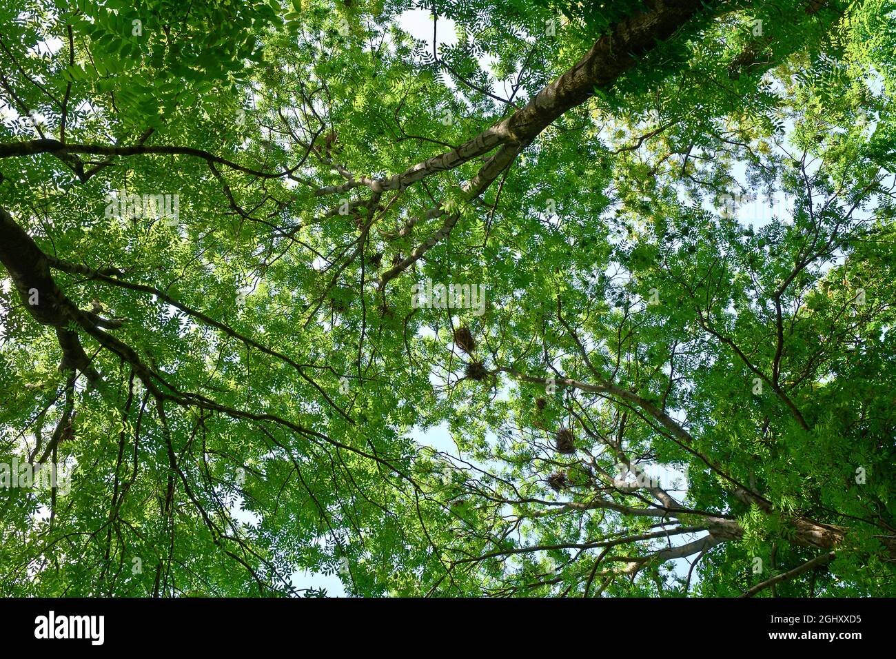 Tall ash trees with bird nests Stock Photo Alamy