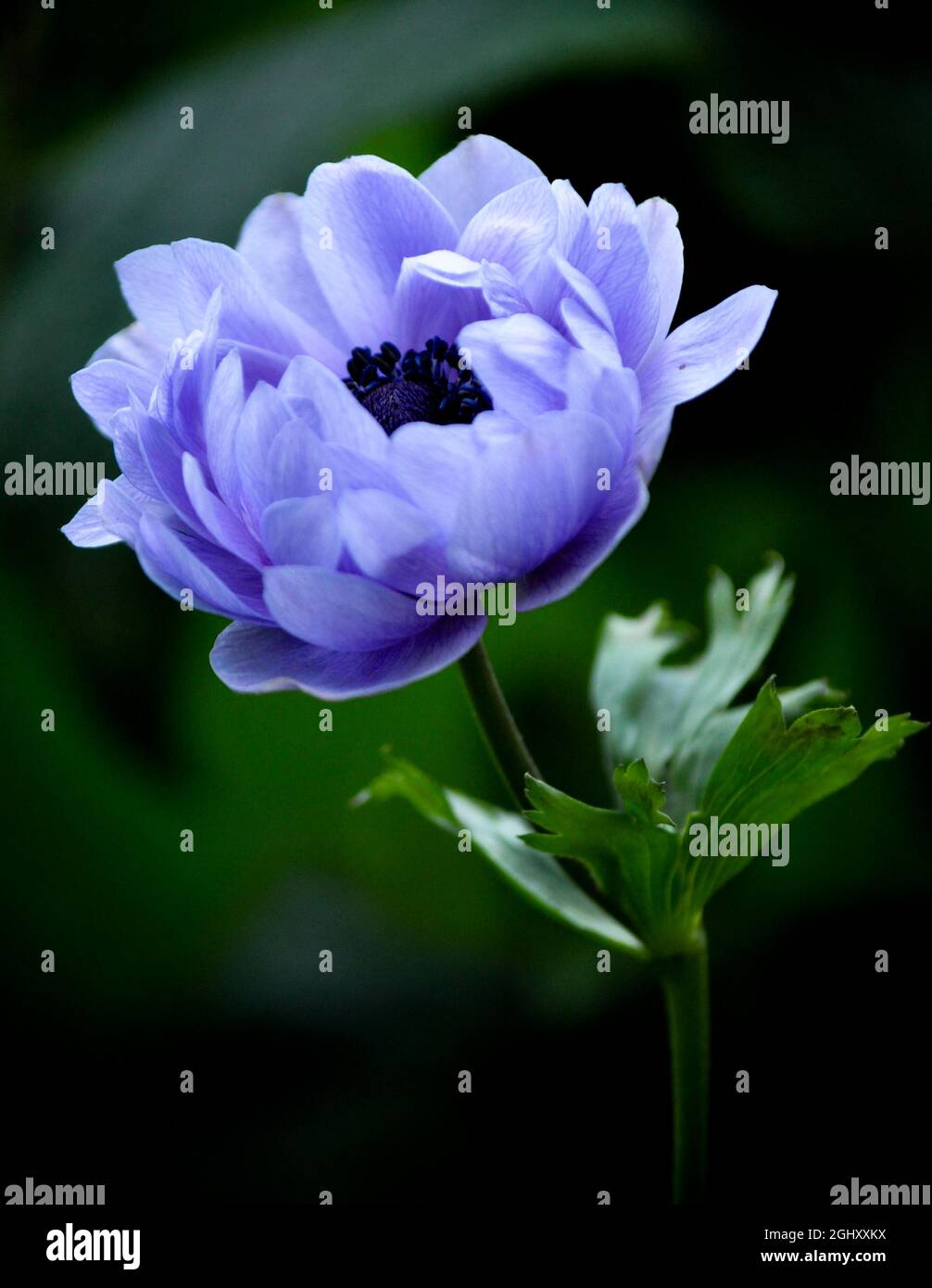 A single purple anemone flower (anemone coronaria) isolated against a dark green/black background Stock Photo